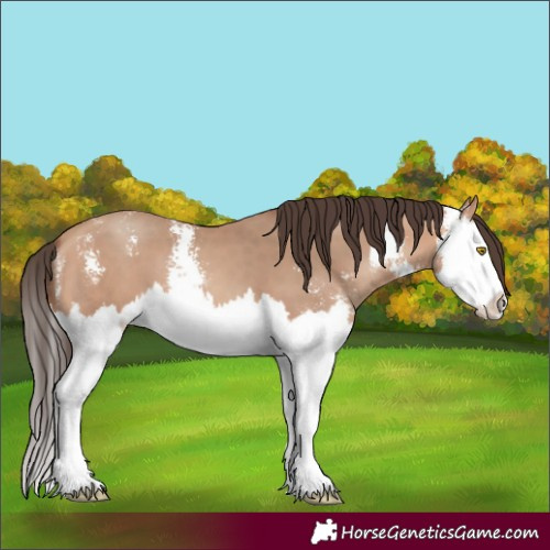 Horse Color:Amber Champagne Sabino Splash 