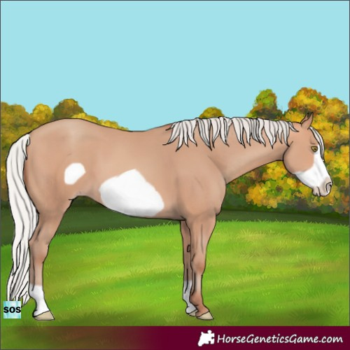Horse Color:Silver Amber Champagne Frame 
