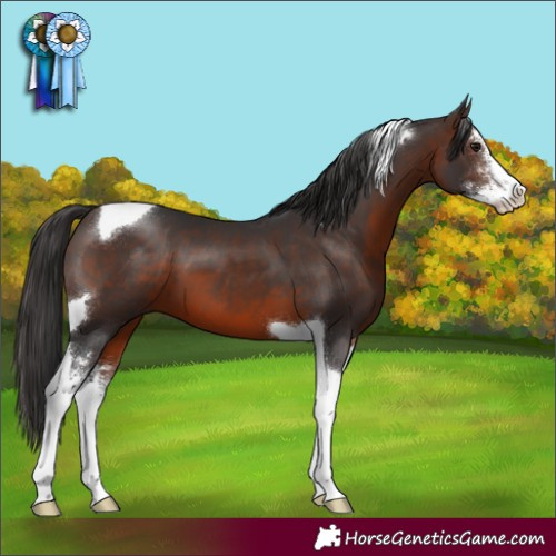 Horse Color:Brown Sabino Tobiano