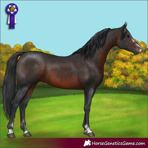 Horse Color:Brown 