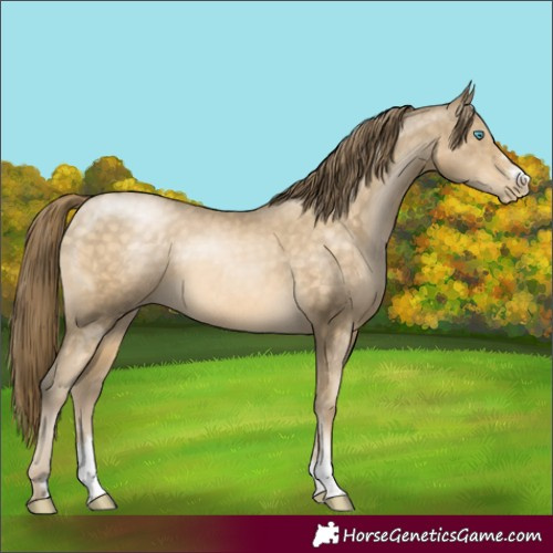 Horse Color:Buckskin Pearl