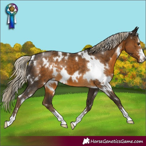 Horse Color:White Spotted Chocolate Palomino 