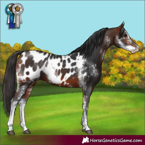 Horse Color:Bay Sabino Blanket 