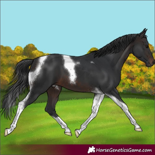 Horse Color:Brown Tobiano 