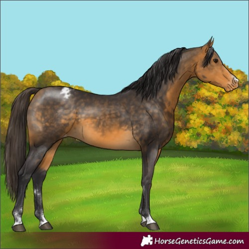 Horse Color:Buckskin Varnish 