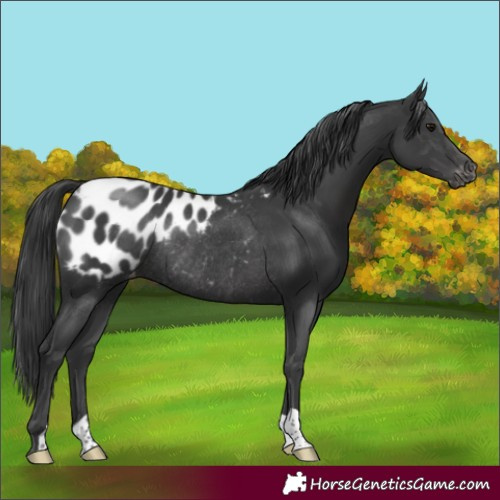 Horse Color:Black Blanket Rabicano