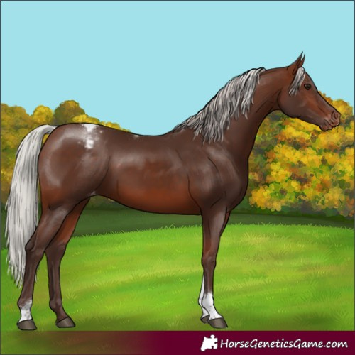 Horse Color:Silver Bay Tobiano Varnish Rabicano