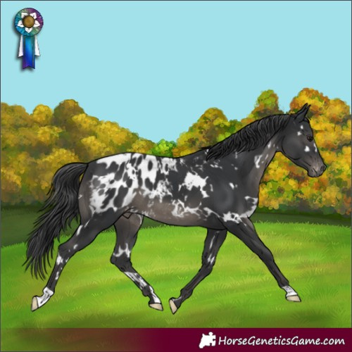 Horse Color:White Spotted Black Blanket 
