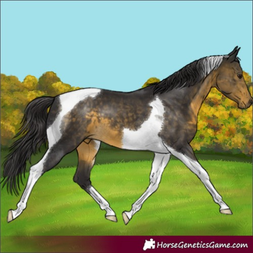 Horse Color:Buckskin Tobiano 