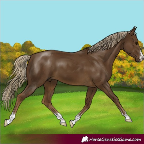 Horse Color:Chocolate Palomino