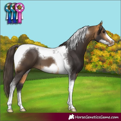 Horse Color:Buckskin Tobiano Frame