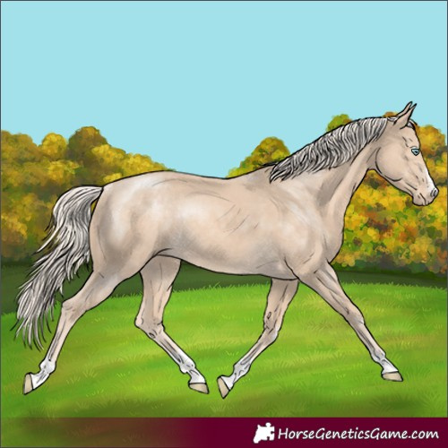 Horse Color:Cremello Rabicano 