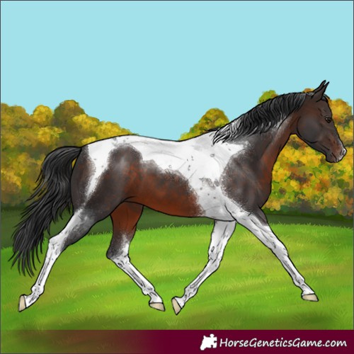 Horse Color:Brown Tobiano