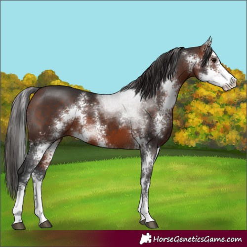 Horse Color:Bay Sabino