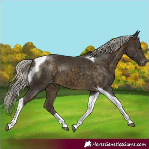 Horse Color:Silver Buckskin Tobiano Varnish