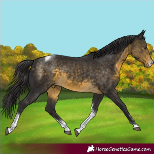 Horse Color:Buckskin Sabino Tobiano