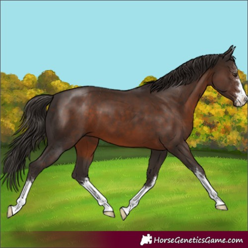 Horse Color:Liver Chestnut 
