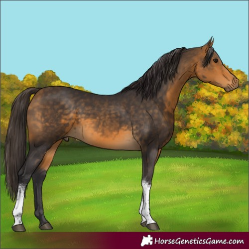 Horse Color:Buckskin Tobiano 
