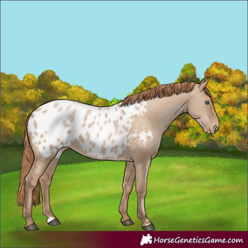 Horse Color:Grullo Pearl Blanket 