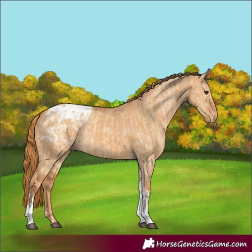 Horse Color:Red Dun Tobiano Blanket and Red Dun Tobiano Blanket