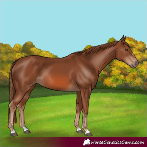 Horse Color:Chestnut Rabicano