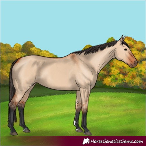 Horse Color:Bay Dun Rabicano 