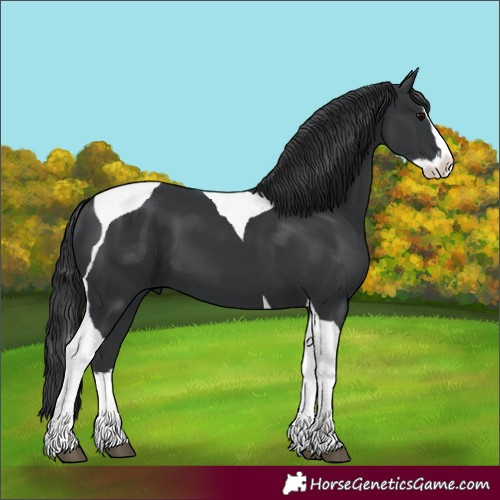 Horse Color:Black Splash Tobiano