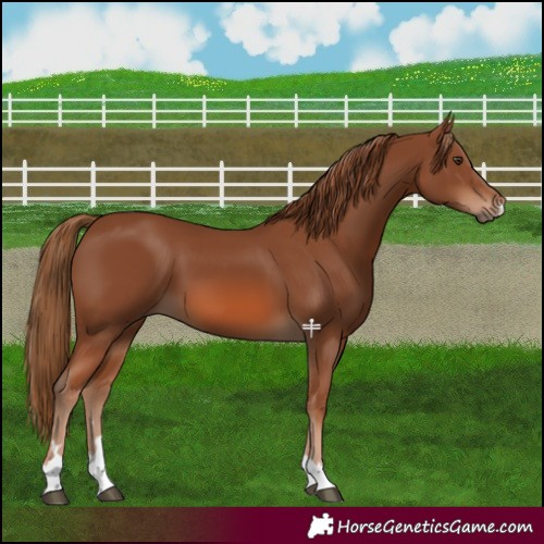 Horse Color:Chestnut 