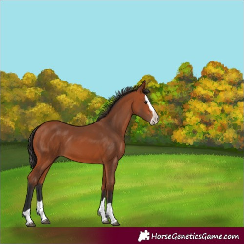 Horse Color:Bay Splash 
