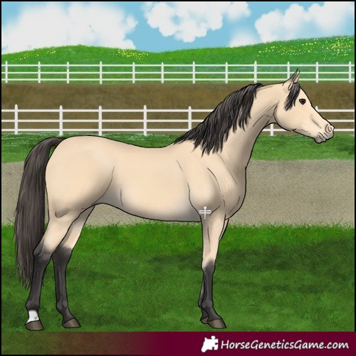 Horse Color:Buckskin 