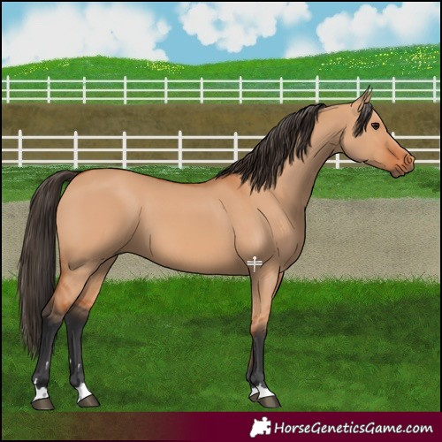 Horse Color:Bay Dun 