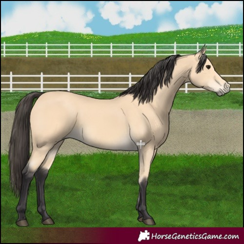 Horse Color:Buckskin 