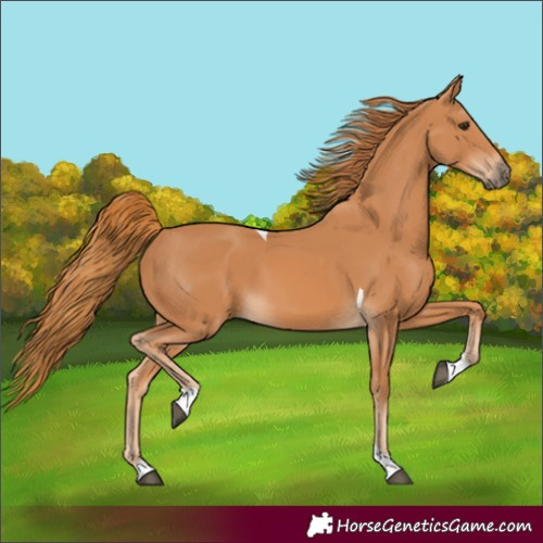 Horse Color:Chestnut Tobiano Rabicano