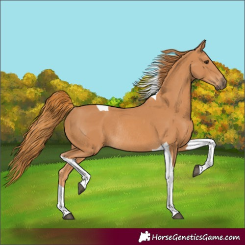 Horse Color:Chestnut Tobiano Rabicano