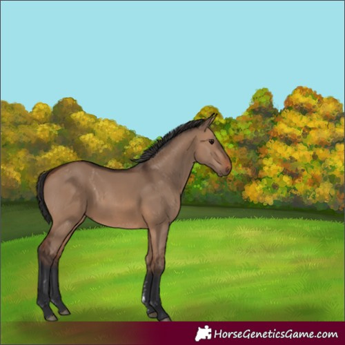 Horse Color:Brown Dun Sabino 