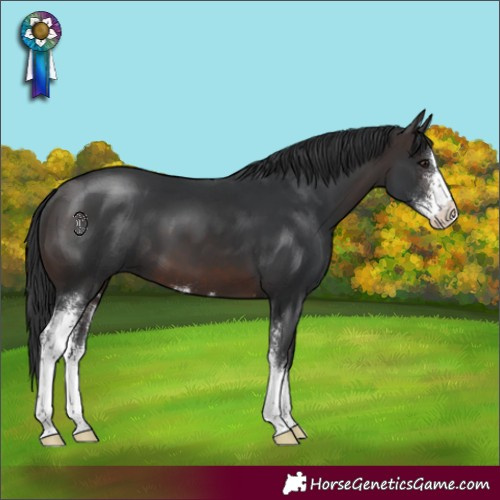 Horse Color:Brown Sabino