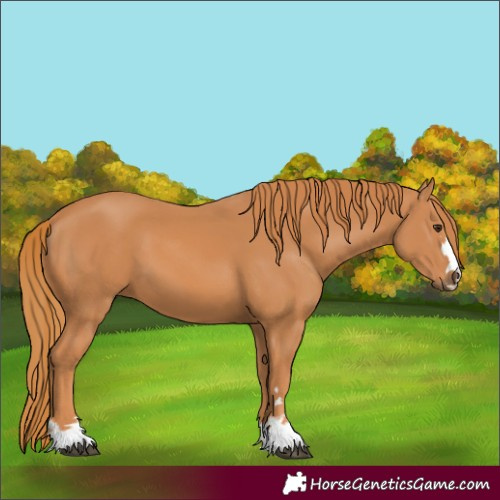 Horse Color:Unknown