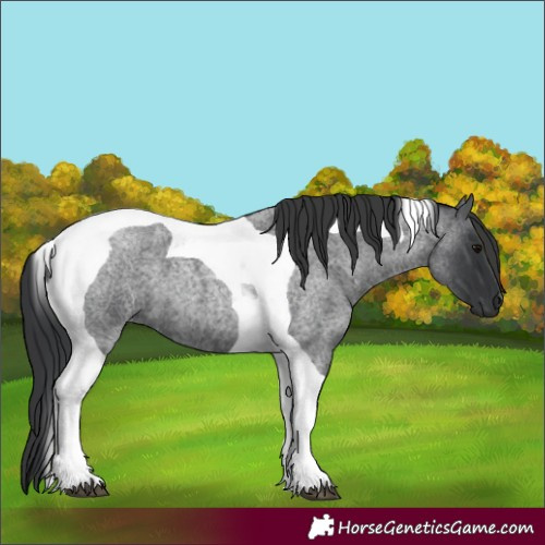 Horse Color:Blue Roan Tobiano 