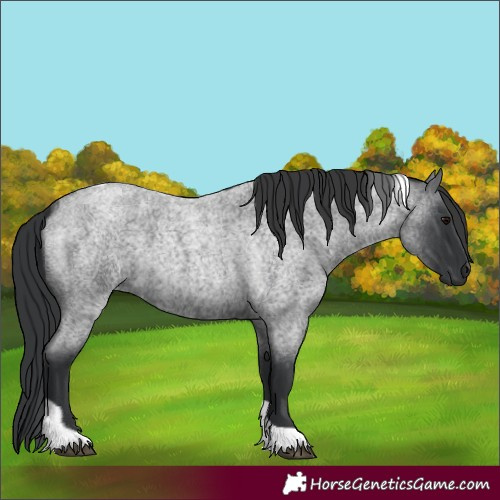 Horse Color:Blue Roan Tobiano 