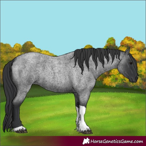 Horse Color:Blue Roan Tobiano 