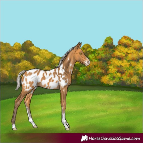 Horse Color:Silver Buckskin Sabino Appaloosa 