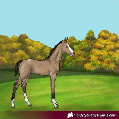 Horse Color:Gray Bay Dun Splash Varnish 