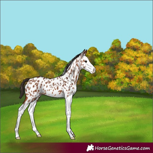 Horse Color:Bay Splash Near Leopard 