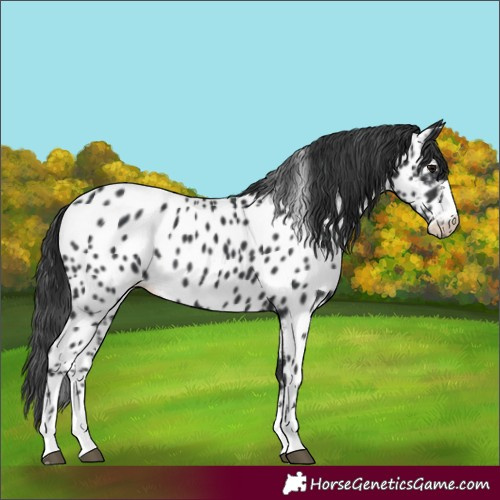 Horse Color:Black Appaloosa 