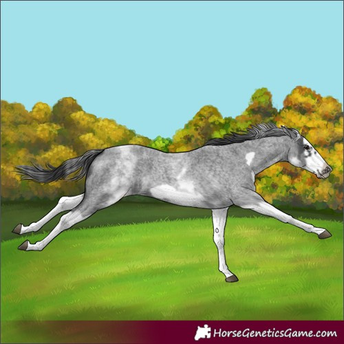Horse Color:White Spotted Blue Roan Splash Frame Varnish 