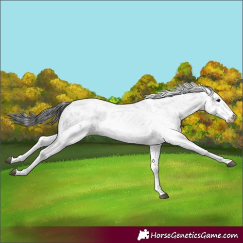 Horse Color:White Spotted Black