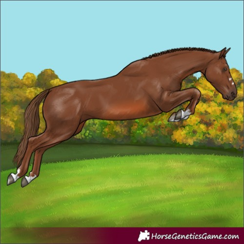 Horse Color:Chestnut 