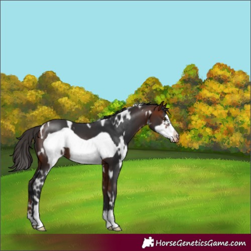 Horse Color:White Spotted Bay Frame Appaloosa 