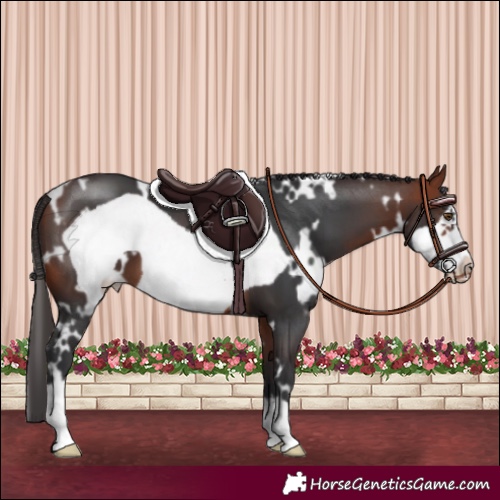 Horse Color:White Spotted Bay Frame Varnish 