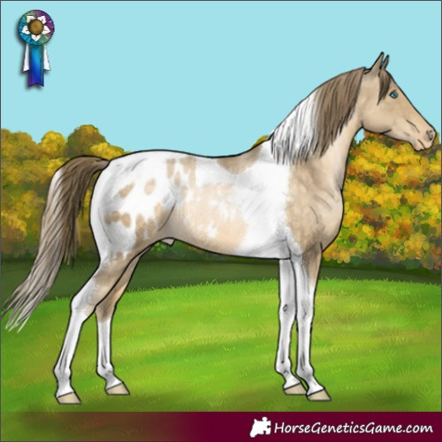 Horse Color:Buckskin Pearl Tobiano Blanket Rabicano 
